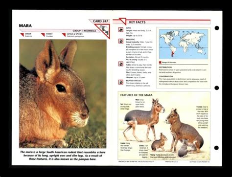 Mara Wildlife Fact File Mammal Animal Card Home School Study 1247 3