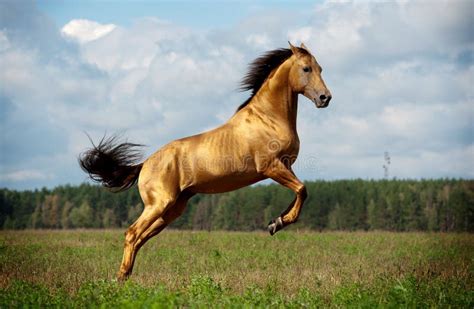 Golden Chestnut Horse In Action Stock Photo Image Of Horse Runner