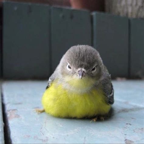 Uhhhh Fluffy Baby Bird For The Birds Pinterest