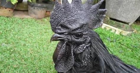 Meet The Kadaknath The Most Metal Chicken Ever Album On Imgur
