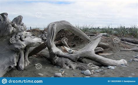 Driftwood On The Washington Coast Near The Ocean Shoreline Stock Image