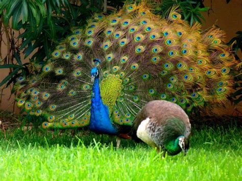Whats The Difference Between Male And Female Peacocks Joy Of Animals
