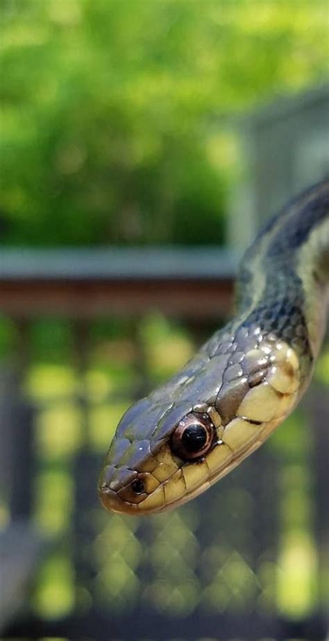 Garter Snake In Hanson Massachusetts Photo By Alex Gunn Reino