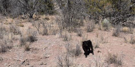 Aerial Shooting Of Cattle Closes Gila National Forest In New Mexico