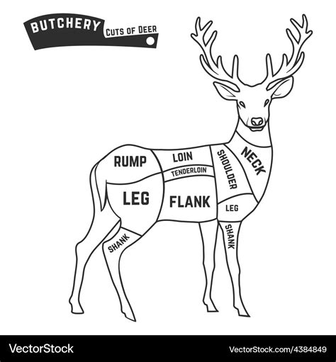 17 Deer Butchering Diagram Marcellataine