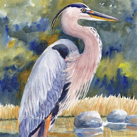 Janet Zeh Original Art Watercolor And Oil Paintings Great Blue Heron