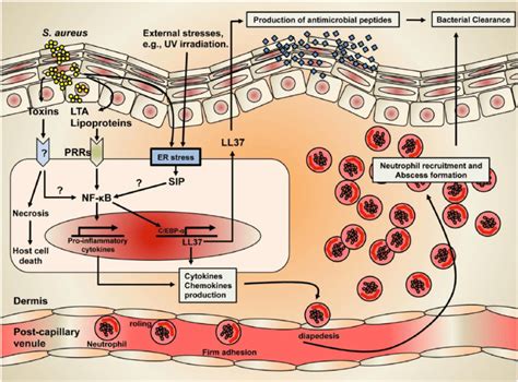 The Mechanism Of Staphylococcal Skin Infection And Cutaneous Immune