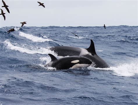 Orca Killer Whales Fun Facts Naturaliste Charters