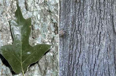 Types Of Florida Oak Trees With Their Bark And Leaves Identification