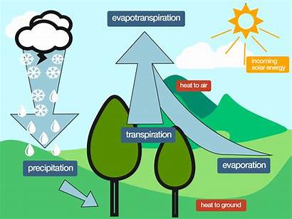 Trees Transpiration Environment Help Evapotranspiration Cool Reduce