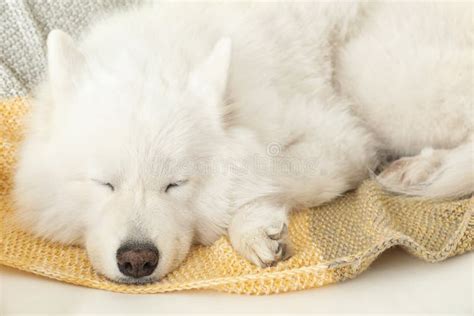 Adorable Samoyed Dog Sleeping Stock Image Image Of Friend Asleep