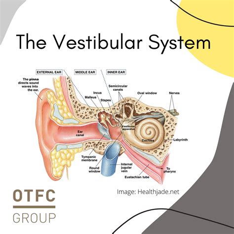 Vestibular System Diagram