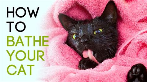 If they knock over something in the garage and it get it on themselves, you have to bathe cats can keep themselves clean perfectly fine. How To Bathe Your Cat, + Best Conditioning Shampoo Ratings ...