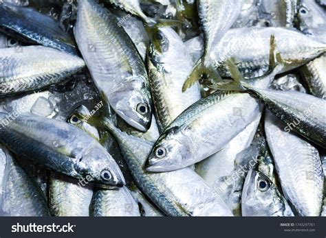 34649 Fresh Mackerel Fish In The Market Images Stock Photos And Vectors