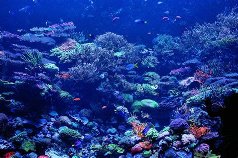 Coral Reef Backgrounds Wallpaper Cave
