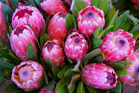 Seeing a not so long ago startup surpassing the most established players is. Powerful Proteas: Power of a Flower 11/06/19