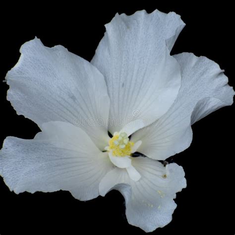 White Rose Of Sharon Flower Isolated On Black Background Stock Image