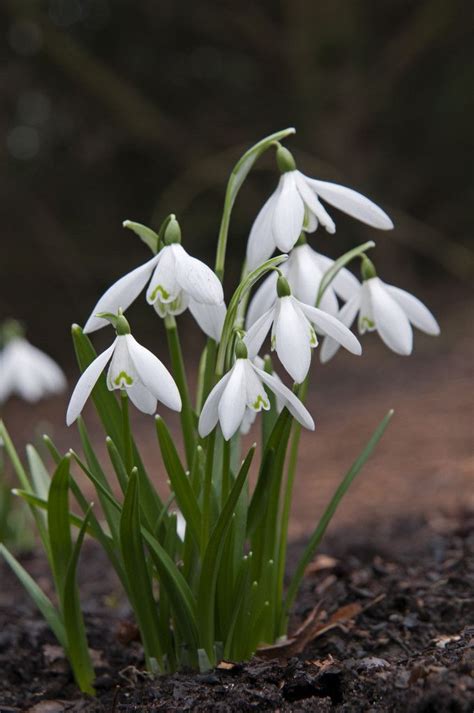 235 Best Images About Snowdrops On Pinterest Gardens Early Spring
