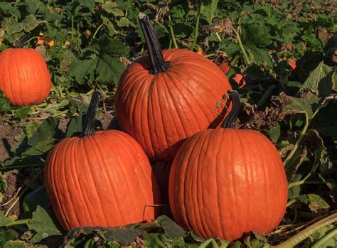 New Pumpkin Varieties From Outstanding Seed Co Llc Growing Produce