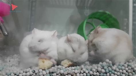 Cute Hamsters Playing Around Youtube