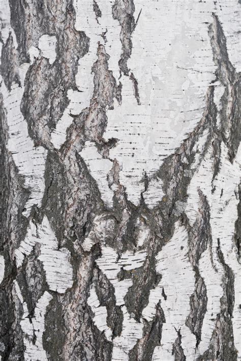 Birch Bark Texture Stock Photo Image Of Natural Texture 70312534