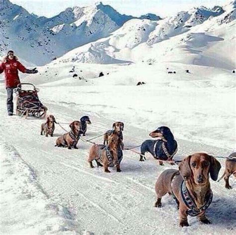 Wiener Sled Dogs Dachshund Funny Dachshund Art Dachshund Puppies