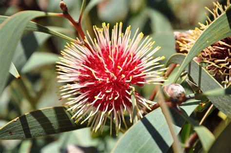 Native Australian Plants Nelson And Rose Australian Native Plants