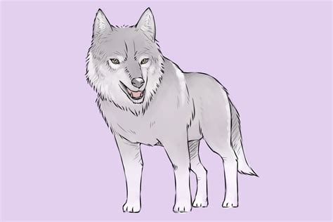Wolf Simple Drawing At Getdrawings Free Download