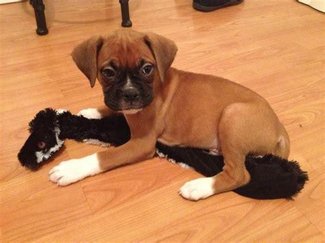 Love My New Boxer Puppy Boxer Puppies Boxer Puppy Boxer And Baby