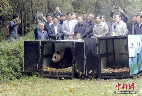 Two Captive Bred Pandas Back In Nature Global Times