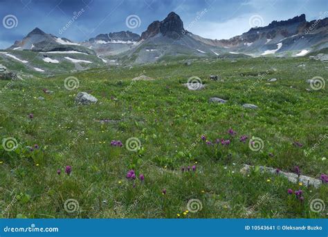 Wildflowers In San Juan Mountains In Colorado Stock Image Image Of