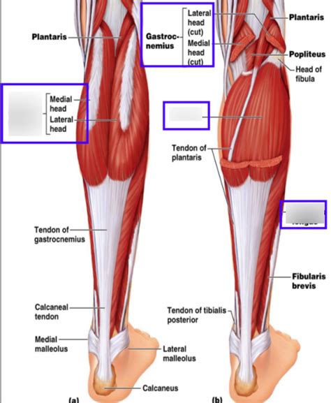 Lower Back Leg Muscles Diagram Quizlet