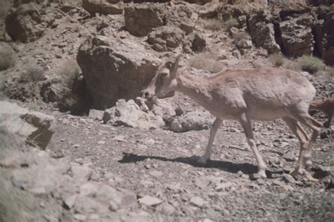 Esfahan Mouflon Subspecies Ovis Gmelini Isphahanica · Inaturalist