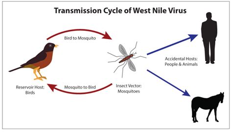 Figure Transmission Cycle Of West Nile Virus Contributed By Bryan Parker Statpearls Ncbi