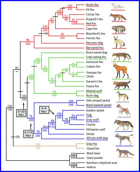 Relationship Of African Wild Dog To Other Canids