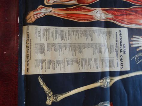 George F Cram Anatomical Chart Muscular And Skeleton System 1950 A