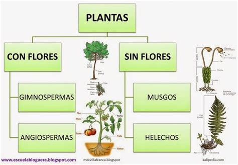 Clasificacion De Las Plantas Gudangmapa