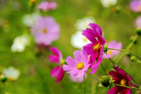 【四季花海】 一日休闲赏花摄影拍照 百格活动