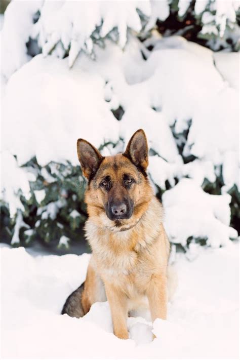 German Shepherd Dog Wearing Winter Hat Stock Photo Image Of German