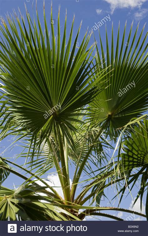 Palm Tree Sabal Palmetto Florida Stock Photo Alamy