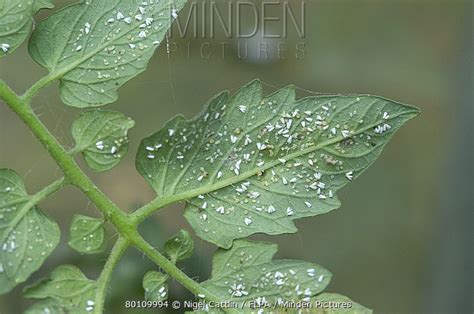 Greenhouse Whitefly Stock Photo Minden Pictures