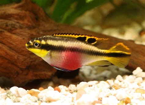 Kribensis Care And Breeding Bechewy