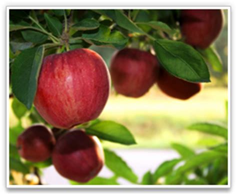 Keep your apple trees healthy to avoid potential diseases. Knouse Foods
