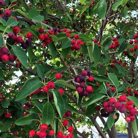 How To Identify Serviceberries Foraging For Edible Wild