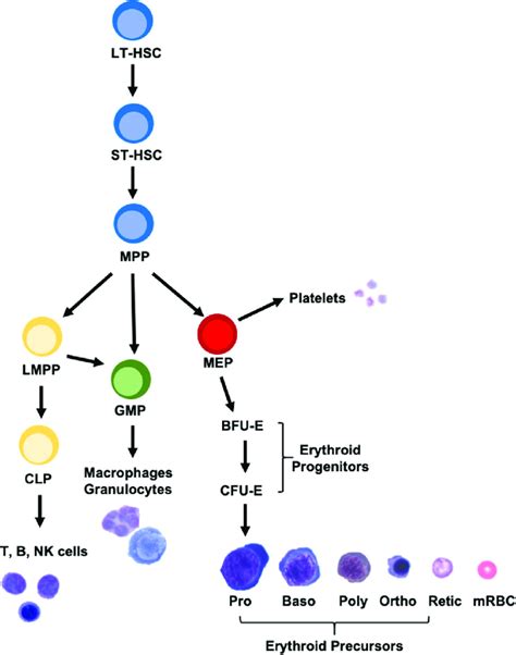 Schematic Showing Development Of Hematopoietic Stem Cells Into Mature