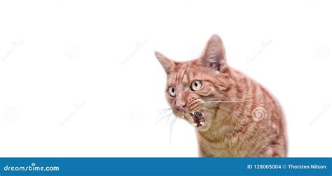 Angry Ginger Cat Looking Sideways And Hissing With Mouth Open Stock