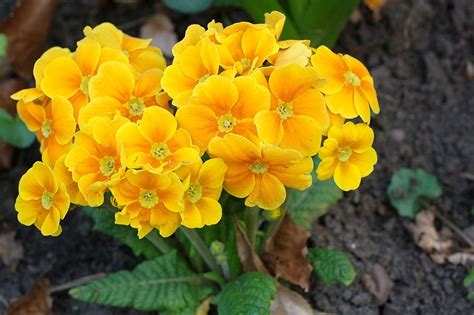 Flower Primrose Orange Free Photo On Pixabay