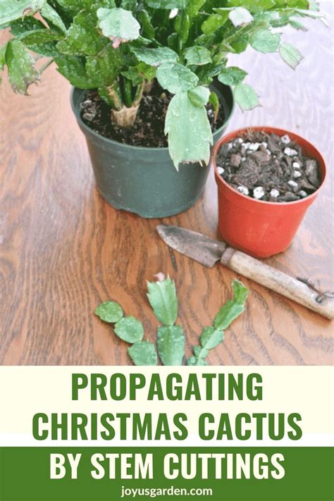 How To Propagate Christmas Cactus By Stem Cuttings Artofit