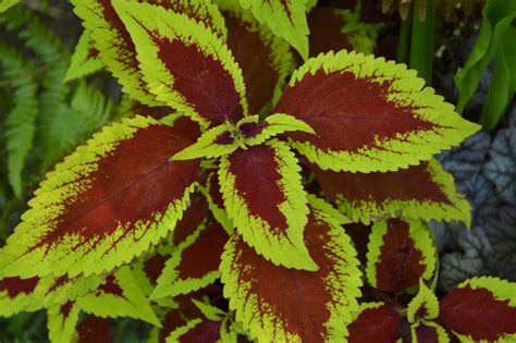 Coleus Colorful Shade Plants Easily Grown From Seed Or Cuttings