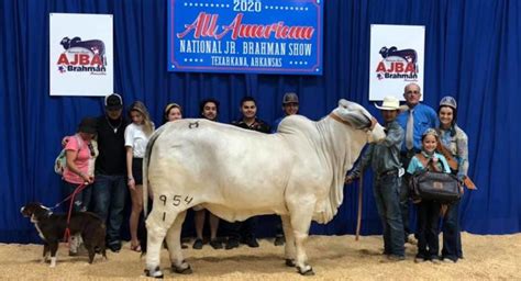 Moreno Ranches Proudly Announces Brahman Heifer Bull Wins On Last Day